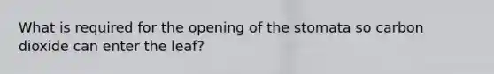 What is required for the opening of the stomata so carbon dioxide can enter the leaf?