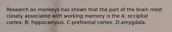 Research on monkeys has shown that the part of the brain most closely associated with working memory is the A: occipital cortex. B: hippocampus. C:prefrontal cortex. D:amygdala.