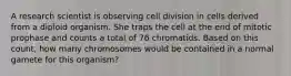 A research scientist is observing cell division in cells derived from a diploid organism. She traps the cell at the end of mitotic prophase and counts a total of 76 chromatids. Based on this count, how many chromosomes would be contained in a normal gamete for this organism?