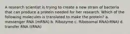 A research scientist is trying to create a new strain of bacteria that can produce a protein needed for her research. Which of the following molecules is translated to make the protein? a. messenger RNA (mRNA) b. Ribozyme c. Ribosomal RNA(rRNA) d. transfer RNA (tRNA)