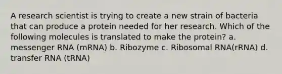 A research scientist is trying to create a new strain of bacteria that can produce a protein needed for her research. Which of the following molecules is translated to make the protein? a. messenger RNA (mRNA) b. Ribozyme c. Ribosomal RNA(rRNA) d. transfer RNA (tRNA)