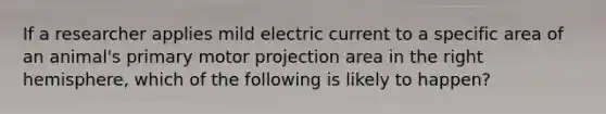 If a researcher applies mild electric current to a specific area of an animal's primary motor projection area in the right hemisphere, which of the following is likely to happen?