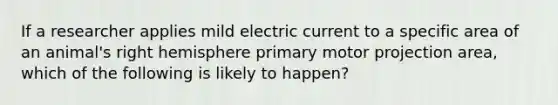 If a researcher applies mild electric current to a specific area of an animal's right hemisphere primary motor projection area, which of the following is likely to happen?