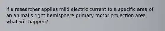 if a researcher applies mild electric current to a specific area of an animal's right hemisphere primary motor projection area, what will happen?