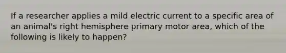 If a researcher applies a mild electric current to a specific area of an animal's right hemisphere primary motor area, which of the following is likely to happen?