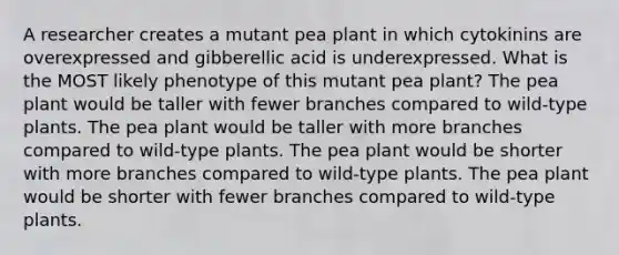 A researcher creates a mutant pea plant in which cytokinins are overexpressed and gibberellic acid is underexpressed. What is the MOST likely phenotype of this mutant pea plant? The pea plant would be taller with fewer branches compared to wild-type plants. The pea plant would be taller with more branches compared to wild-type plants. The pea plant would be shorter with more branches compared to wild-type plants. The pea plant would be shorter with fewer branches compared to wild-type plants.