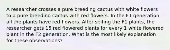 A researcher crosses a pure breeding cactus with white flowers to a pure breeding cactus with red flowers. In the F1 generation all the plants have red flowers. After selfing the F1 plants, the researcher gets 15 red flowered plants for every 1 white flowered plant in the F2 generation. What is the most likely explanation for these observations?