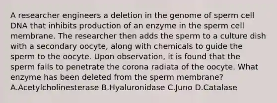 A researcher engineers a deletion in the genome of sperm cell DNA that inhibits production of an enzyme in the sperm cell membrane. The researcher then adds the sperm to a culture dish with a secondary oocyte, along with chemicals to guide the sperm to the oocyte. Upon observation, it is found that the sperm fails to penetrate the corona radiata of the oocyte. What enzyme has been deleted from the sperm membrane? A.Acetylcholinesterase B.Hyaluronidase C.Juno D.Catalase