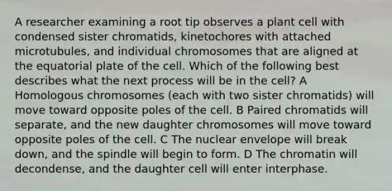 A researcher examining a root tip observes a plant cell with condensed sister chromatids, kinetochores with attached microtubules, and individual chromosomes that are aligned at the equatorial plate of the cell. Which of the following best describes what the next process will be in the cell? A Homologous chromosomes (each with two sister chromatids) will move toward opposite poles of the cell. B Paired chromatids will separate, and the new daughter chromosomes will move toward opposite poles of the cell. C The nuclear envelope will break down, and the spindle will begin to form. D The chromatin will decondense, and the daughter cell will enter interphase.