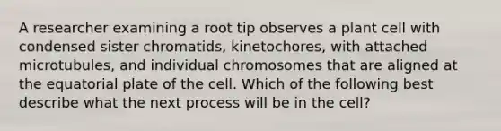 A researcher examining a root tip observes a plant cell with condensed sister chromatids, kinetochores, with attached microtubules, and individual chromosomes that are aligned at the equatorial plate of the cell. Which of the following best describe what the next process will be in the cell?