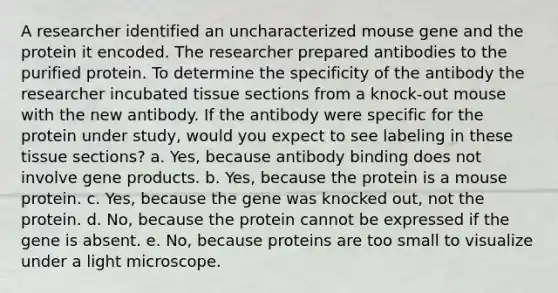 A researcher identified an uncharacterized mouse gene and the protein it encoded. The researcher prepared antibodies to the purified protein. To determine the specificity of the antibody the researcher incubated tissue sections from a knock-out mouse with the new antibody. If the antibody were specific for the protein under study, would you expect to see labeling in these tissue sections? a. Yes, because antibody binding does not involve gene products. b. Yes, because the protein is a mouse protein. c. Yes, because the gene was knocked out, not the protein. d. No, because the protein cannot be expressed if the gene is absent. e. No, because proteins are too small to visualize under a light microscope.