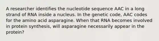 A researcher identifies the nucleotide sequence AAC in a long strand of RNA inside a nucleus. In the genetic code, AAC codes for the amino acid asparagine. When that RNA becomes involved in protein synthesis, will asparagine necessarily appear in the protein?