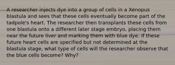 A researcher injects dye into a group of cells in a Xenopus blastula and sees that these cells eventually become part of the tadpole's heart. The researcher then transplants these cells from one blastula onto a different later stage embryo, placing them near the future liver and marking them with blue dye. If these future heart cells are specified but not determined at the blastula stage, what type of cells will the researcher observe that the blue cells become? Why?