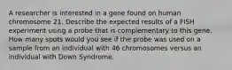 A researcher is interested in a gene found on human chromosome 21. Describe the expected results of a FISH experiment using a probe that is complementary to this gene. How many spots would you see if the probe was used on a sample from an individual with 46 chromosomes versus an individual with Down Syndrome.