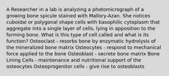 A Researcher in a lab is analyzing a photomicrograph of a growing bone spicule stained with Mallory-Azan. She notices cuboidal or polygonal shape cells with basophilic cytoplasm that aggregate into a single layer of cells, lying in apposition to the forming bone. What is this type of cell called and what is its function? Osteoclast - resorbs bone by enzymatic hydrolysis of the mineralized bone matrix Osteocytes - respond to mechanical force applied to the bone Osteoblast - secrete bone matrix Bone Lining Cells - maintenance and nutritional support of the osteocytes Osteoprogenitor cells - give rise to osteoblasts