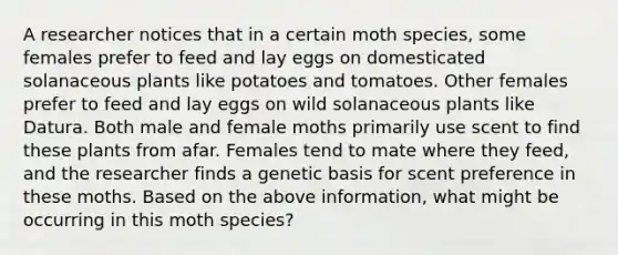 A researcher notices that in a certain moth species, some females prefer to feed and lay eggs on domesticated solanaceous plants like potatoes and tomatoes. Other females prefer to feed and lay eggs on wild solanaceous plants like Datura. Both male and female moths primarily use scent to find these plants from afar. Females tend to mate where they feed, and the researcher finds a genetic basis for scent preference in these moths. Based on the above information, what might be occurring in this moth species?