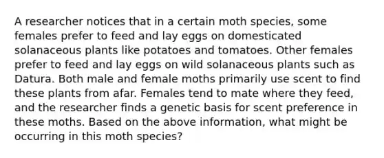 A researcher notices that in a certain moth species, some females prefer to feed and lay eggs on domesticated solanaceous plants like potatoes and tomatoes. Other females prefer to feed and lay eggs on wild solanaceous plants such as Datura. Both male and female moths primarily use scent to find these plants from afar. Females tend to mate where they feed, and the researcher finds a genetic basis for scent preference in these moths. Based on the above information, what might be occurring in this moth species?