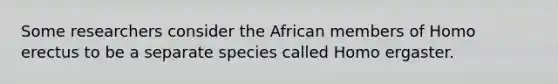 Some researchers consider the African members of Homo erectus to be a separate species called Homo ergaster.