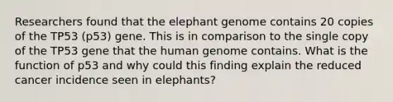 Researchers found that the elephant genome contains 20 copies of the TP53 (p53) gene. This is in comparison to the single copy of the TP53 gene that the human genome contains. What is the function of p53 and why could this finding explain the reduced cancer incidence seen in elephants?