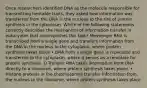 Once researchers identified DNA as the molecule responsible for transmitting heritable traits, they asked how information was transferred from the DNA in the nucleus to the site of protein synthesis in the cytoplasm. Which of the following statements correctly describes the mechanism of information transfer in eukaryotes that accomplishes this task? Messenger RNA is transcribed from a single gene and transfers information from the DNA in the nucleus to the cytoplasm, where protein synthesis takes place • DNA from a single gene is replicated and transferred to the cytoplasm, where it serves as a template for protein synthesis. O Transfer RNA takes information from DNA directly to a ribosome, where protein synthesis takes place. • Histone proteins in the chromosomes transfer information from the nucleus to the ribosome, where protein synthesis takes place