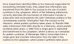 Once researchers identified DNA as the molecule responsible for transmitting heritable traits, they asked how information was transferred from the DNA in the nucleus to the site of protein synthesis in the cytoplasm. Which of the following statements correctly describes the mechanism of information transfer in eukaryotes that accomplishes this task? a)Histone proteins in the chromosomes transfer information from the nucleus to the ribosome, where protein synthesis takes place. b) Transfer RNA takes information from DNA directly to a ribosome, where protein synthesis takes place. c) DNA from a single gene is replicated and transferred to the cytoplasm, where it serves as a template for protein synthesis. d) Messenger RNA is transcribed from a single gene and transfers information from the DNA in the nucleus to the cytoplasm, where protein synthesis takes place