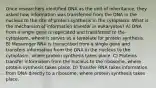 Once researchers identified DNA as the unit of inheritance, they asked how information was transferred from the DNA in the nucleus to the site of protein synthesis in the cytoplasm. What is the mechanism of information transfer in eukaryotes? A) DNA from a single gene is replicated and transferred to the cytoplasm, where it serves as a template for protein synthesis. B) Messenger RNA is transcribed from a single gene and transfers information from the DNA in the nucleus to the cytoplasm, where protein synthesis takes place. C) Proteins transfer information from the nucleus to the ribosome, where protein synthesis takes place. D) Transfer RNA takes information from DNA directly to a ribosome, where protein synthesis takes place.