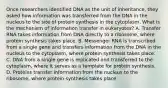 Once researchers identified DNA as the unit of inheritance, they asked how information was transferred from the DNA in the nucleus to the site of protein synthesis in the cytoplasm. What is the mechanism of information transfer in eukaryotes? A. Transfer RNA takes information from DNA directly to a ribosome, where protein synthesis takes place. B. Messenger RNA is transcribed from a single gene and transfers information from the DNA in the nucleus to the cytoplasm, where protein synthesis takes place. C. DNA from a single gene is replicated and transferred to the cytoplasm, where it serves as a template for protein synthesis. D. Proteins transfer information from the nucleus to the ribosome, where protein synthesis takes place.