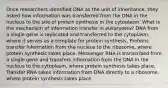 Once researchers identified DNA as the unit of inheritance, they asked how information was transferred from the DNA in the nucleus to the site of protein synthesis in the cytoplasm. What is the mechanism of information transfer in eukaryotes? DNA from a single gene is replicated and transferred to the cytoplasm, where it serves as a template for protein synthesis. Proteins transfer information from the nucleus to the ribosome, where protein synthesis takes place. Messenger RNA is transcribed from a single gene and transfers information from the DNA in the nucleus to the cytoplasm, where protein synthesis takes place. Transfer RNA takes information from DNA directly to a ribosome, where protein synthesis takes place. ​