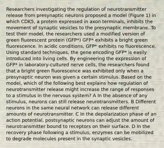 Researchers investigating the regulation of neurotransmitter release from presynaptic neurons proposed a model (Figure 1) in which CDK5, a protein expressed in axon terminals, inhibits the movement of synaptic vesicles to the presynaptic membrane. To test their model, the researchers used a modified version of green fluorescent protein (GFP*) GFP* exhibits a bright green fluorescence. In acidic conditions, GFP* exhibits no fluorescence. Using standard techniques, the gene encoding GFP* is easily introduced into living cells. By engineering the expression of GFP* in laboratory-cultured nerve cells, the researchers found that a bright green fluorescence was exhibited only when a presynaptic neuron was given a certain stimulus. Based on the model, which of the following best explains how regulation of neurotransmitter release might increase the range of responses to a stimulus in the nervous system? A In the absence of any stimulus, neurons can still release neurotransmitters. B Different neurons in the same neural network can release different amounts of neurotransmitter. C In the depolarization phase of an action potential, postsynaptic neurons can adjust the amount of neurotransmitter bound to receptors on their surface. D In the recovery phase following a stimulus, enzymes can be mobilized to degrade molecules present in the synaptic vesicles.