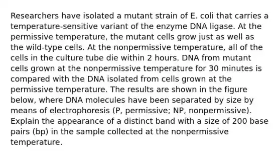 Researchers have isolated a mutant strain of E. coli that carries a temperature-sensitive variant of the enzyme DNA ligase. At the permissive temperature, the mutant cells grow just as well as the wild-type cells. At the nonpermissive temperature, all of the cells in the culture tube die within 2 hours. DNA from mutant cells grown at the nonpermissive temperature for 30 minutes is compared with the DNA isolated from cells grown at the permissive temperature. The results are shown in the figure below, where DNA molecules have been separated by size by means of electrophoresis (P, permissive; NP, nonpermissive). Explain the appearance of a distinct band with a size of 200 base pairs (bp) in the sample collected at the nonpermissive temperature.