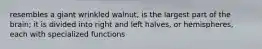 resembles a giant wrinkled walnut, is the largest part of the brain; it is divided into right and left halves, or hemispheres, each with specialized functions