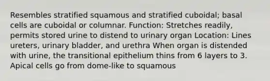 Resembles stratified squamous and stratified cuboidal; basal cells are cuboidal or columnar. Function: Stretches readily, permits stored urine to distend to urinary organ Location: Lines ureters, urinary bladder, and urethra When organ is distended with urine, the transitional epithelium thins from 6 layers to 3. Apical cells go from dome-like to squamous