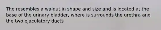 The resembles a walnut in shape and size and is located at the base of the urinary bladder, where is surrounds the urethra and the two ejaculatory ducts