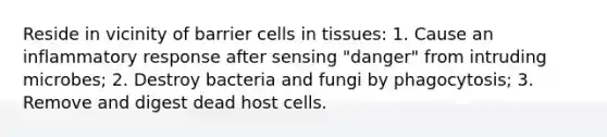 Reside in vicinity of barrier cells in tissues: 1. Cause an inflammatory response after sensing "danger" from intruding microbes; 2. Destroy bacteria and fungi by phagocytosis; 3. Remove and digest dead host cells.