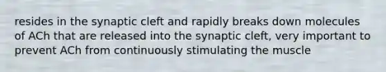 resides in the synaptic cleft and rapidly breaks down molecules of ACh that are released into the synaptic cleft, very important to prevent ACh from continuously stimulating the muscle