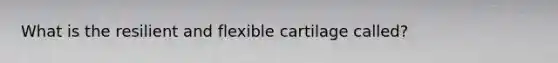 What is the resilient and flexible cartilage called?