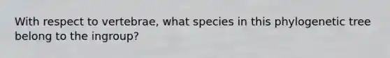 With respect to vertebrae, what species in this phylogenetic tree belong to the ingroup?