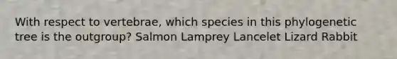 With respect to vertebrae, which species in this phylogenetic tree is the outgroup? Salmon Lamprey Lancelet Lizard Rabbit