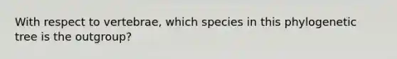 With respect to vertebrae, which species in this phylogenetic tree is the outgroup?