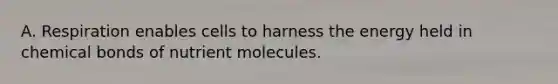 A. Respiration enables cells to harness the energy held in chemical bonds of nutrient molecules.