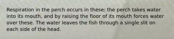 Respiration in the perch occurs in these: the perch takes water into its mouth, and by raising the floor of its mouth forces water over these. The water leaves the fish through a single slit on each side of the head.