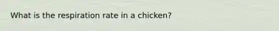 What is the respiration rate in a chicken?