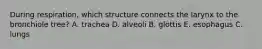 During respiration, which structure connects the larynx to the bronchiole tree? A. trachea D. alveoli B. glottis E. esophagus C. lungs