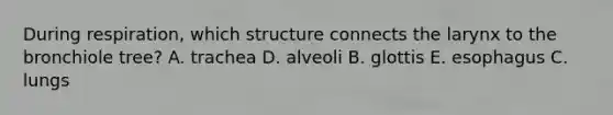 During respiration, which structure connects the larynx to the bronchiole tree? A. trachea D. alveoli B. glottis E. esophagus C. lungs