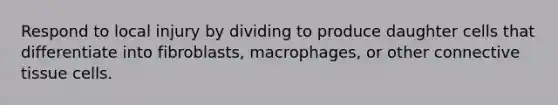 Respond to local injury by dividing to produce daughter cells that differentiate into fibroblasts, macrophages, or other connective tissue cells.