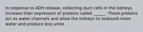 In response to ADH release, collecting duct cells in the kidneys increase their expression of proteins called ______. These proteins act as water channels and allow the kidneys to reabsorb more water and produce less urine.