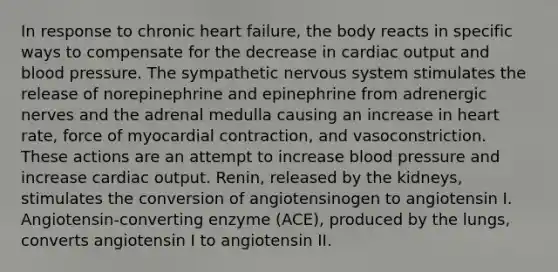 In response to chronic heart failure, the body reacts in specific ways to compensate for the decrease in cardiac output and blood pressure. The sympathetic nervous system stimulates the release of norepinephrine and epinephrine from adrenergic nerves and the adrenal medulla causing an increase in heart rate, force of myocardial contraction, and vasoconstriction. These actions are an attempt to increase blood pressure and increase cardiac output. Renin, released by the kidneys, stimulates the conversion of angiotensinogen to angiotensin I. Angiotensin-converting enzyme (ACE), produced by the lungs, converts angiotensin I to angiotensin II.