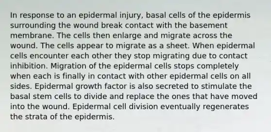 In response to an epidermal injury, basal cells of the epidermis surrounding the wound break contact with the basement membrane. The cells then enlarge and migrate across the wound. The cells appear to migrate as a sheet. When epidermal cells encounter each other they stop migrating due to contact inhibition. Migration of the epidermal cells stops completely when each is finally in contact with other epidermal cells on all sides. Epidermal growth factor is also secreted to stimulate the basal stem cells to divide and replace the ones that have moved into the wound. Epidermal cell division eventually regenerates the strata of the epidermis.