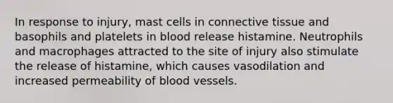 In response to injury, mast cells in connective tissue and basophils and platelets in blood release histamine. Neutrophils and macrophages attracted to the site of injury also stimulate the release of histamine, which causes vasodilation and increased permeability of blood vessels.