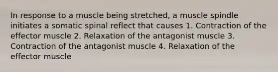 In response to a muscle being stretched, a muscle spindle initiates a somatic spinal reflect that causes 1. Contraction of the effector muscle 2. Relaxation of the antagonist muscle 3. Contraction of the antagonist muscle 4. Relaxation of the effector muscle